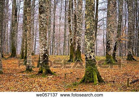 Irati forest. Navarra, Spain View Large Photo Image Stock Photo - Irati forest. Navarra, Spain. Fotosearch