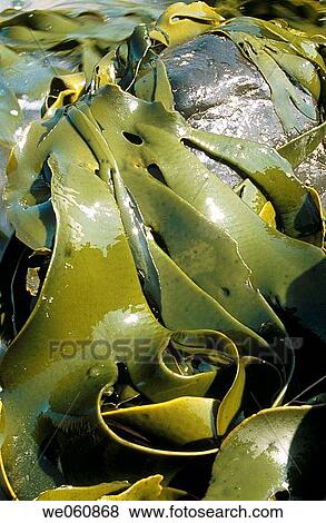 Kelp. Otanerito Bay. Banks Peninsula. Canterbury. New Zealand View Large Photo Image Stock Photo - Kelp. Otanerito Bay. Banks Peninsula. Canterbury. New Zealand. Fotosearch