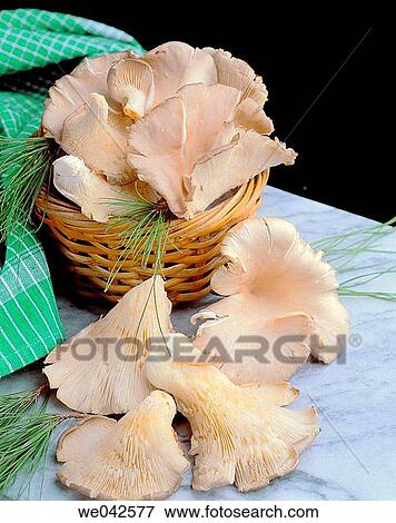King trumpet mushroom (Pleurotus eryngii) View Large Photo Image Stock Photo - King trumpet mushroom (Pleurotus eryngii). Fotosearch