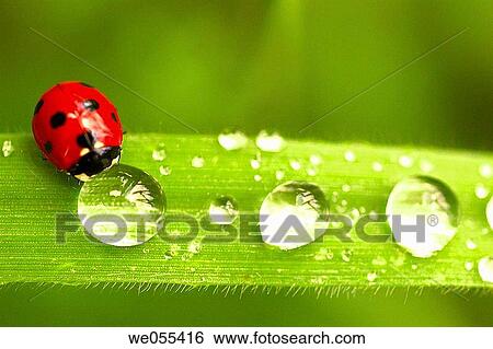 Ladybird (Coccinella septempunctata) and dew drops View Large Photo Image Stock Photograph - Ladybird (Coccinella septempunctata) and dew drops. Fotosearch