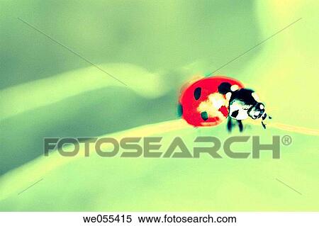 Stock Photography - Ladybird (Coccinella septempunctata). Fotosearch