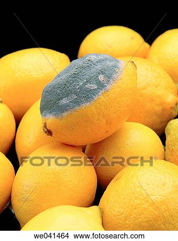 Lemon with mold View Large Photo Image Picture - Lemon with mold. Fotosearch