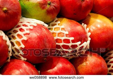 Mangos at La Boqueria market, Barcelona. Catalonia, Spain View Large Photo Image Stock Photo - Mangos at La Boqueria market, Barcelona. Catalonia, Spain. Fotosearch