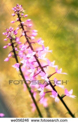Stock Photograph - Marsh Orchid (Dactylorhiza orchid). October 2006, Maryland, USA. Fotosearch