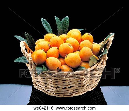 Medlars View Large Photo Image Stock Photograph - Medlars. Fotosearch