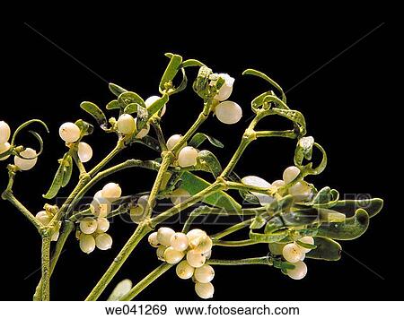 Mistletoe View Large Photo Image Stock Photo - Mistletoe. Fotosearch