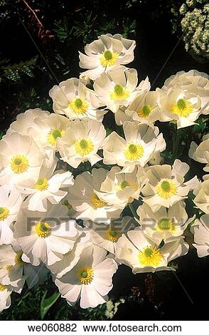 Mount Cook buttercup (Ranunculus Lyalli). Milford Track. Fiordland NP. New Zealand View Large Photo Image Stock Image - Mount Cook buttercup (Ranunculus Lyalli). Milford Track. Fiordland NP. New Zealand. Fotosearch