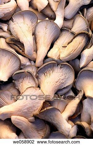 Mushrooms at La Boqueria market, Barcelona. Catalonia, Spain View Large Photo Image Stock Image - Mushrooms at La Boqueria market, Barcelona. Catalonia, Spain. Fotosearch