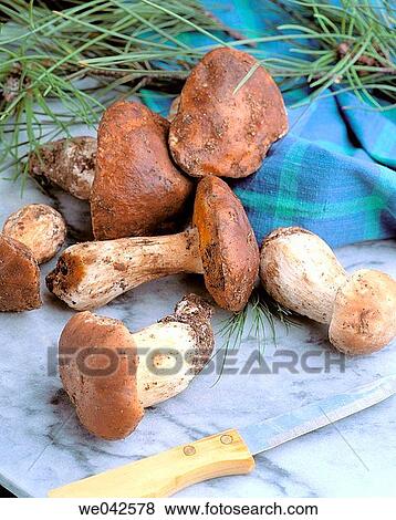 Mushrooms (Boletus aereus) View Large Photo Image Stock Photo - Mushrooms (Boletus aereus). Fotosearch