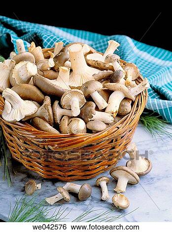 Stock Photograph - Mushrooms (Hygrophorus limacinus). Fotosearch