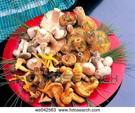 Mushrooms View Large Photo Image Stock Image - Mushrooms. Fotosearch