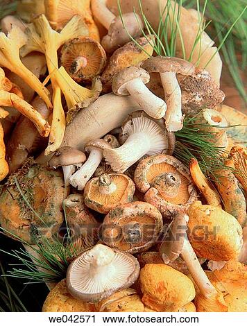 Mushrooms View Large Photo Image Stock Image - Mushrooms. Fotosearch