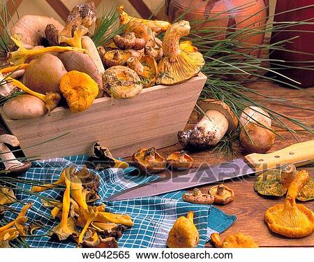 Mushrooms View Large Photo Image Stock Photography - Mushrooms. Fotosearch