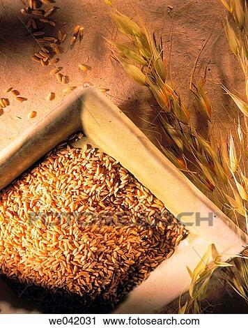 Oat View Large Photo Image Stock Image - Oat. Fotosearch