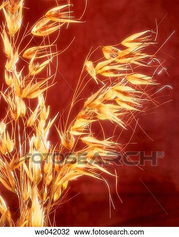 Oat View Large Photo Image Stock Image - Oat. Fotosearch