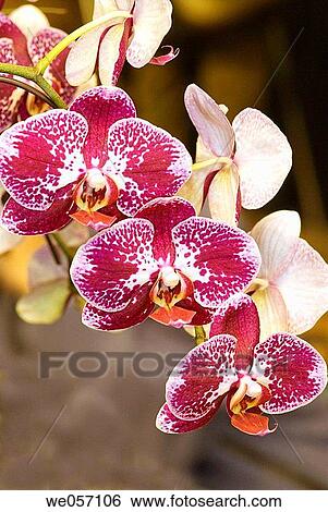 Orchids phalaenopsis View Large Photo Image Stock Photograph - Orchids phalaenopsis. Fotosearch