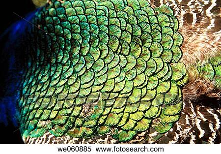 Peacock feather detail. Canterbury. New Zealand View Large Photo Image Stock Photography - Peacock feather detail. Canterbury. New Zealand. Fotosearch