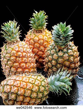 Pineapples View Large Photo Image Stock Photograph - Pineapples. Fotosearch