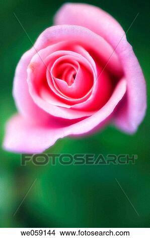 Pink Rose (rosa hybrid). August 2006, Maryland, USA View Large Photo Image Picture - Pink Rose (rosa hybrid). August 2006, Maryland, USA. Fotosearch