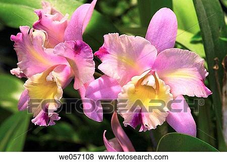Stock Photo - Pink/yellow/white orchids cattelyas. Fotosearch