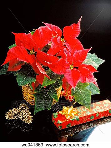Poinsettia View Large Photo Image Stock Photo - Poinsettia. Fotosearch