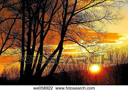 Poplars at sunset. Osseja, Pyr? n? es-Orientales, France View Large Photo Image Stock Image - Poplars at sunset. Osseja, Pyr? n? es-Orientales, France. Fotosearch