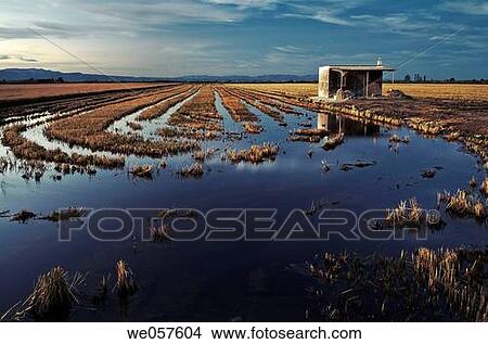 Rice fields after the harvest, (autumn). Ebro River delta. Tarragona province, Catalonia, Spain Despu's de la cosecha, en oto±o. View Large Photo Image Picture - Rice fields after the harvest, (autumn). Ebro River delta. Tarragona province, Catalonia, Spain Despu's de la cosecha, en oto±o.. Fotosearch