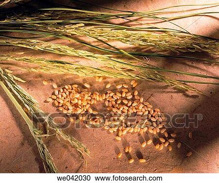Rice View Large Photo Image Stock Image - Rice. Fotosearch