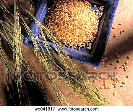 Rice View Large Photo Image Stock Photo - Rice. Fotosearch