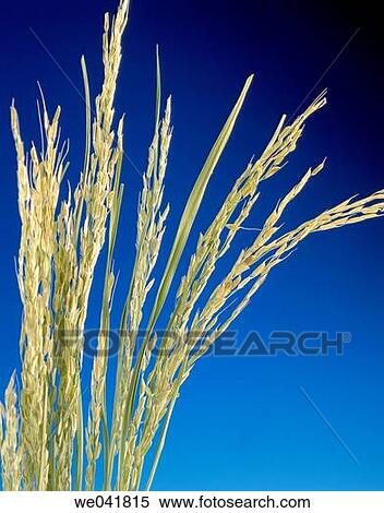 Rice View Large Photo Image Stock Photography - Rice. Fotosearch