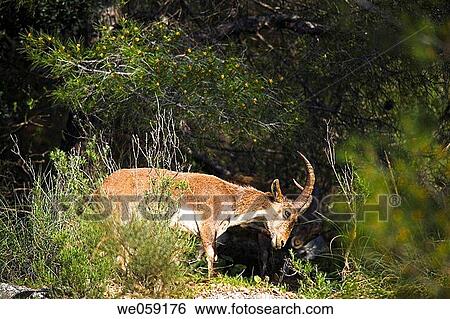 Rock Goat (Capra ibex), Sierras de Tejeda y Almijara Natural Park. Mßlaga province, Andalusia, Spain View Large Photo Image Stock Photograph - Rock Goat (Capra ibex), Sierras de Tejeda y Almijara Natural Park. Mßlaga province, Andalusia, Spain. Fotosearch