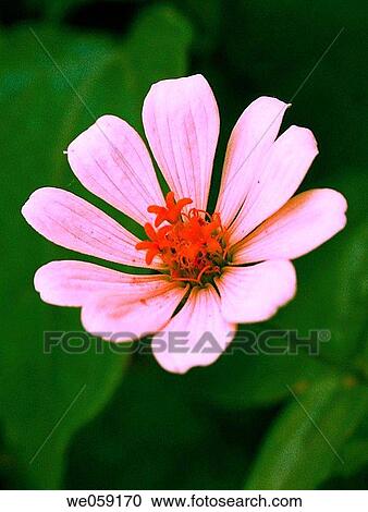 Stock Image - Rudbeckia hirta flower. Kerala, India.. Fotosearch