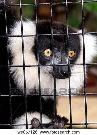 Stock Photograph - Ruffed Lemur. Fotosearch