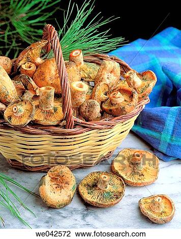 Stock Image - Saffron milk cap (Lactarius deliciosus). Fotosearch