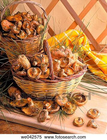 Saffron milk cap (Lactarius deliciosus) View Large Photo Image Stock Photography - Saffron milk cap (Lactarius deliciosus). Fotosearch