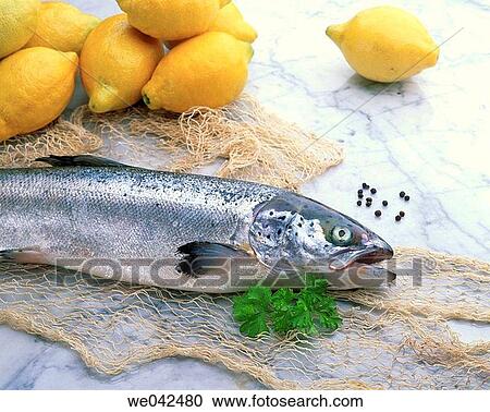 Salmon View Large Photo Image Stock Image - Salmon. Fotosearch