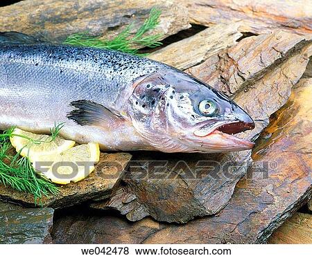 Salmon View Large Photo Image Stock Photo - Salmon. Fotosearch