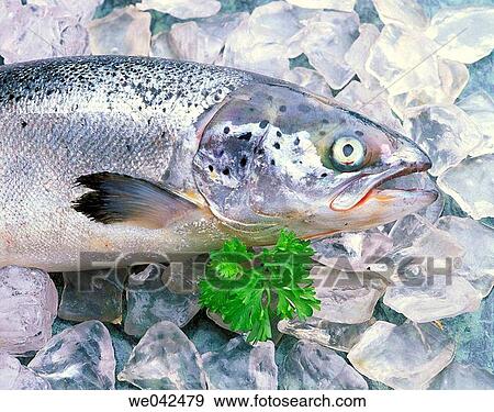 Salmon View Large Photo Image Stock Photo - Salmon. Fotosearch