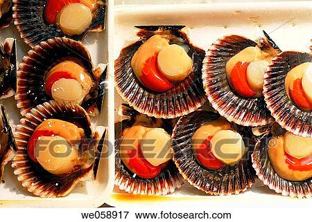 Scallops at La Boqueria market, Barcelona. Catalonia, Spain View Large Photo Image Stock Photo - Scallops at La Boqueria market, Barcelona. Catalonia, Spain. Fotosearch
