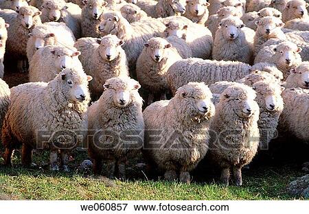 Sheep. Banks Peninsula. New Zealand View Large Photo Image Stock Photo - Sheep. Banks Peninsula. New Zealand. Fotosearch