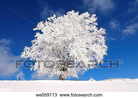 Snow covered Beech_tree (Fagus_sylvatica). Black Forest, Baden_Wuerttemberg (Baden_Wurttemberg), Germany, Europe. View Large Photo Image Stock Image - Snow covered Beech_tree (Fagus_sylvatica). Black Forest, Baden_Wuerttemberg (Baden_Wurttemberg), Germany, Europe.. Fotosearch