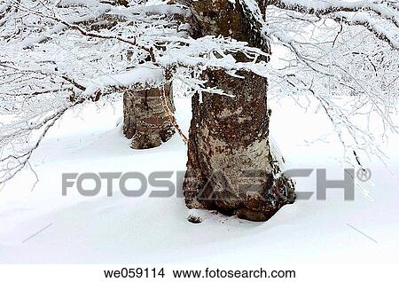 Snow covered branches and tree trunk. Black Forest, Baden_Wuerttemberg (Baden_Wurttemberg), Germany, Europe. View Large Photo Image Picture - Snow covered branches and tree trunk. Black Forest, Baden_Wuerttemberg (Baden_Wurttemberg), Germany, Europe.. Fotosearch