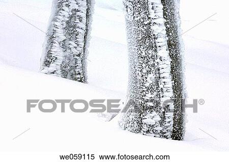 Snow covered tree trunk (Hoar frost). Black Forest, Baden_Wuerttemberg (Baden_Wurttemberg), Germany, Europe. View Large Photo Image Stock Photography - Snow covered tree trunk (Hoar frost). Black Forest, Baden_Wuerttemberg (Baden_Wurttemberg), Germany, Europe.. Fotosearch