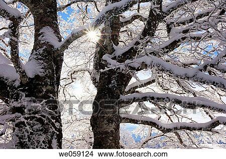 Snow covered tree with sun as a back_lighting. Black Forest, Baden_Wuerttemberg (Baden_Wurttemberg), Germany, Europe. View Large Photo Image Picture - Snow covered tree with sun as a back_lighting. Black Forest, Baden_Wuerttemberg (Baden_Wurttemberg), Germany, Europe.. Fotosearch