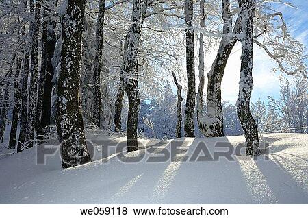 Snow covered trees and tree trunk with backlight. Black Forest, Baden_Wuerttemberg (Baden_Wurttemberg), Germany, Europe. View Large Photo Image Stock Photo - Snow covered trees and tree trunk with backlight. Black Forest, Baden_Wuerttemberg (Baden_Wurttemberg), Germany, Europe.. Fotosearch