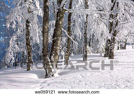 Snow covered trees in forest. Black Forest, Baden_Wuerttemberg (Baden_Wurttemberg), Germany, Europe. View Large Photo Image Stock Image - Snow covered trees in forest. Black Forest, Baden_Wuerttemberg (Baden_Wurttemberg), Germany, Europe.. Fotosearch