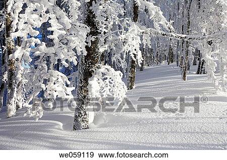 Snow covered trees in forest. Black Forest, Baden_Wuerttemberg (Baden_Wurttemberg), Germany, Europe. View Large Photo Image Stock Photo - Snow covered trees in forest. Black Forest, Baden_Wuerttemberg (Baden_Wurttemberg), Germany, Europe.. Fotosearch