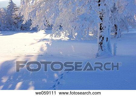 Stock Image - Snow covered trees with animal track. Black Forest, Baden_Wuerttemberg (Baden_Wurttemberg), Germany, Europe.. Fotosearch
