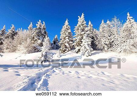 Snow covered trees with footprint. Black Forest, Baden_Wuerttemberg (Baden_Wurttemberg), Germany, Europe. View Large Photo Image Stock Image - Snow covered trees with footprint. Black Forest, Baden_Wuerttemberg (Baden_Wurttemberg), Germany, Europe.. Fotosearch