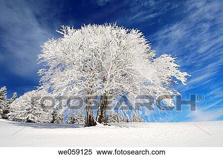 Snow falling from beech_tree (Fagus sylvatica). Black Forest, Baden_Wuerttemberg (Baden_Wurttemberg), Germany, Europe. View Large Photo Image Stock Photography - Snow falling from beech_tree (Fagus sylvatica). Black Forest, Baden_Wuerttemberg (Baden_Wurttemberg), Germany, Europe.. Fotosearch